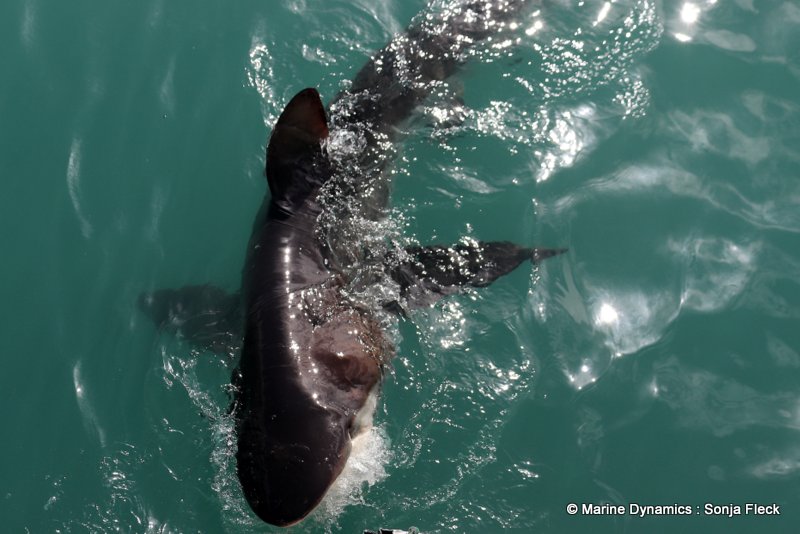 Shark Cage Diving, South Africa, Bronze whaler shark
